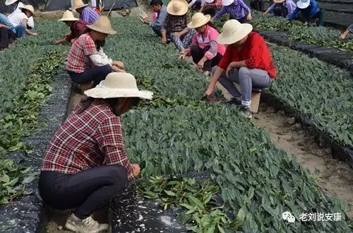 安康富硒茶礼盒（安康富硒茶多少钱一斤）-硒宝网