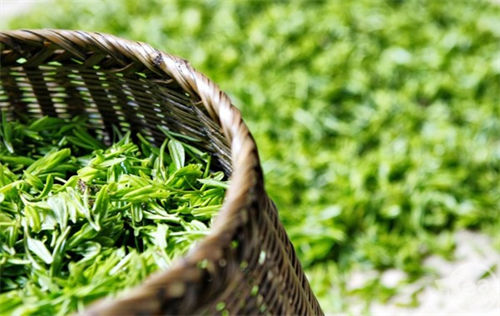 富硒茶全国排名(中国两大富硒茶产地)-硒宝网