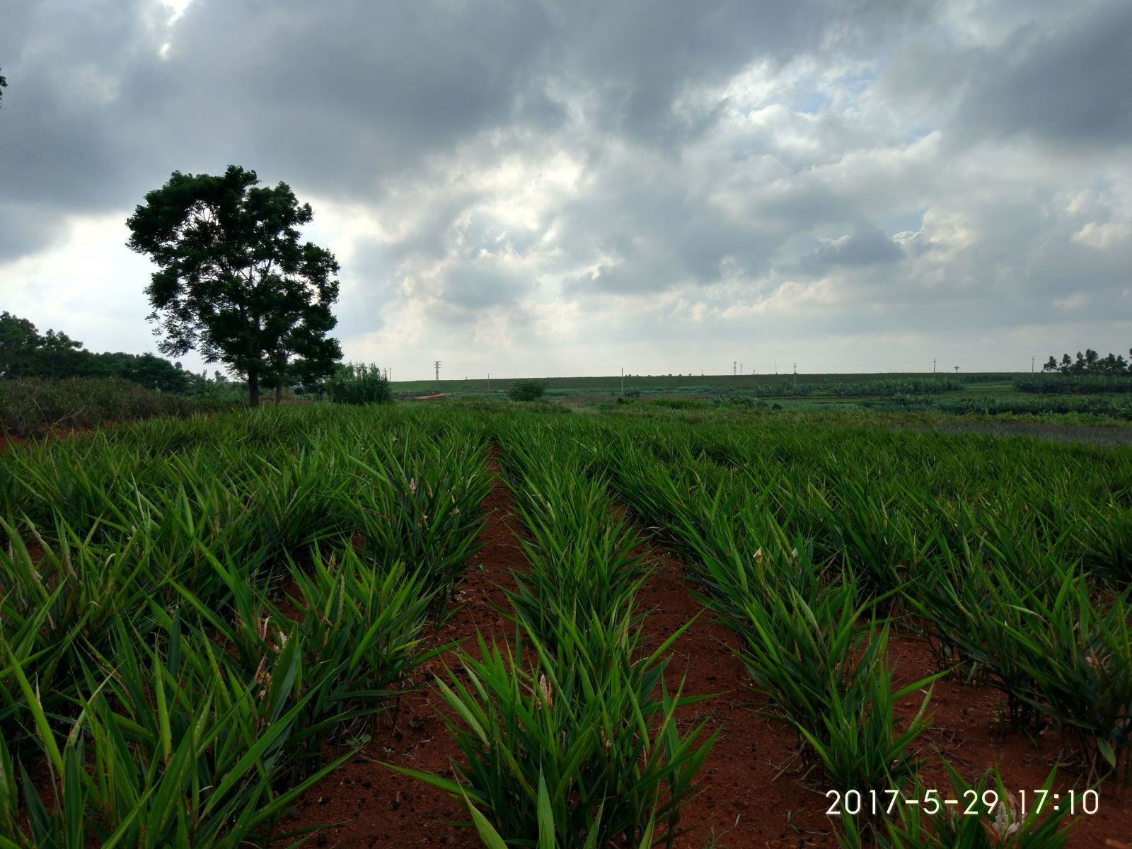 香港富硒茶价格（香港茶叶价格）-硒宝网