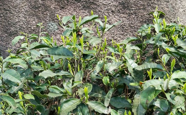 毕节特产富硒茶(毕节名茶)-硒宝网