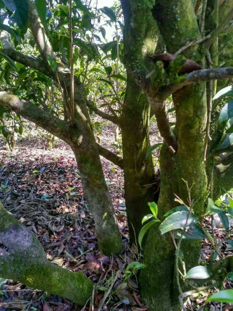 毕节特产富硒茶(毕节名茶)-硒宝网