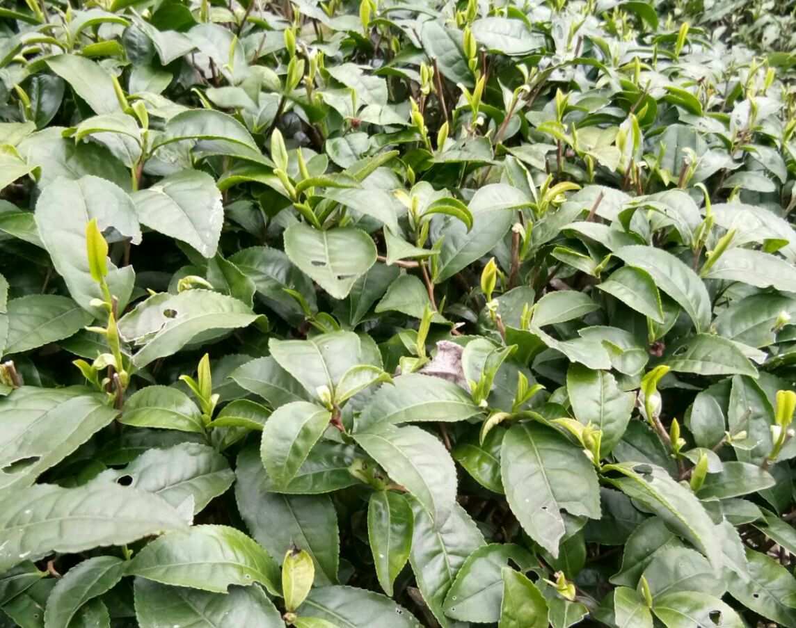 毕节特产富硒茶(毕节名茶)-硒宝网