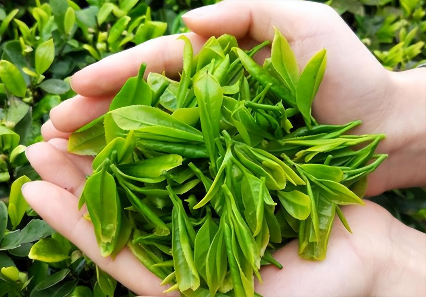 恩施富硒毛峰茶（湖北特产恩施富硒茶价格表）-硒宝网