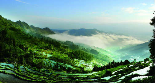 开阳富硒茶功效(开阳富硒茶地理标志)-硒宝网