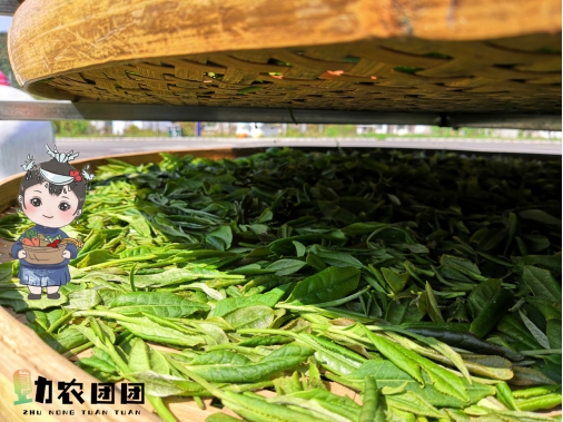 开阳富硒茶功效(开阳富硒茶地理标志)-硒宝网