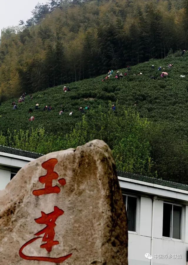 富硒茶特供基地(富硒茶特供基地)-硒宝网