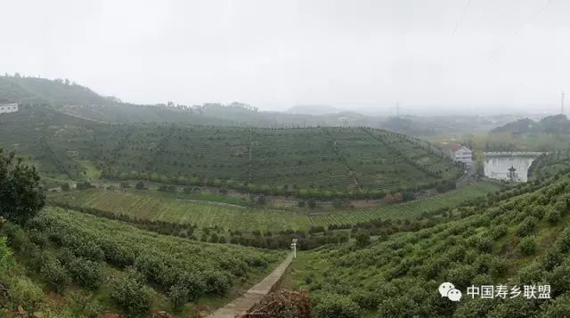 富硒茶特供基地(富硒茶特供基地)-硒宝网