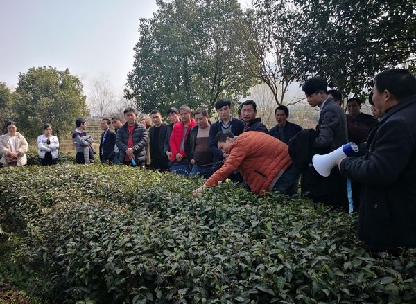 紫阳富硒茶之歌(紫阳富硒茶茶树)-硒宝网