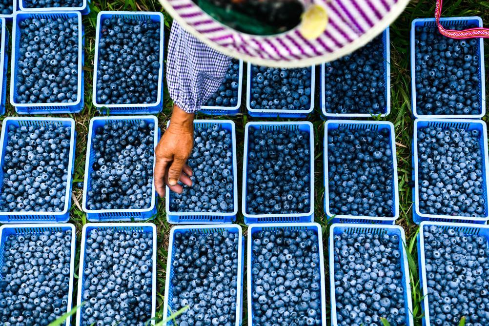 恩施富硒毛峰茶(恩施富硒毛尖茶)-硒宝网