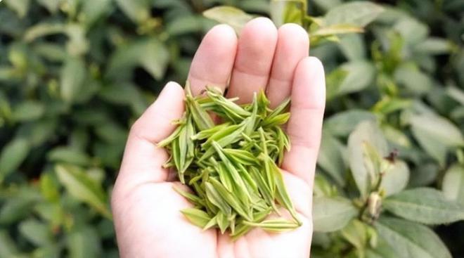 黄山富硒有机茶（安徽富硒茶多少钱一斤）-硒宝网