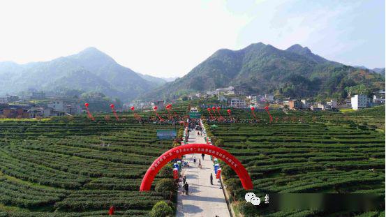 紫阳富硒茶之歌(紫阳富硒茶山)-硒宝网