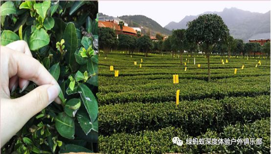 紫阳富硒茶之歌(紫阳富硒茶山)-硒宝网