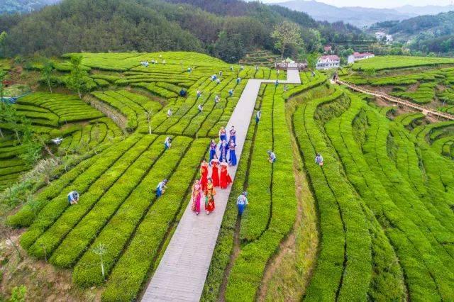 恩施富硒茶特性（恩施特产富硒茶）-硒宝网