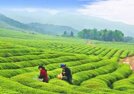 恩施富硒茶特性（恩施特产富硒茶）-硒宝网
