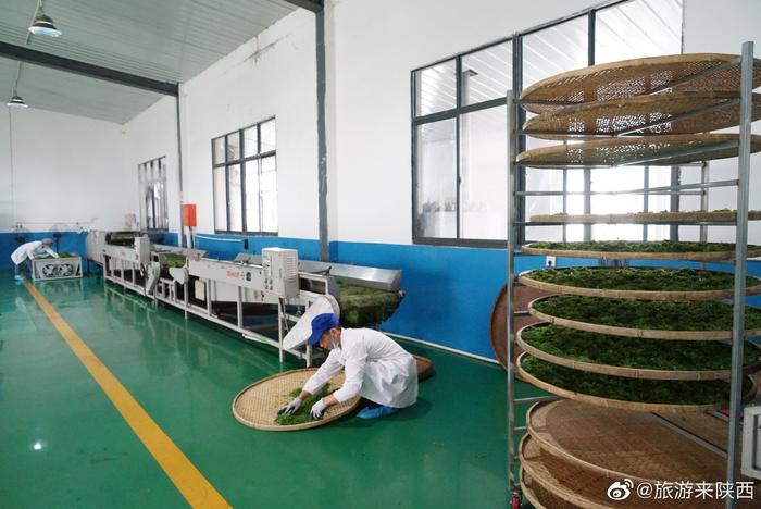 安康富硒茶价值(安康茶价值富硒多少)-硒宝网