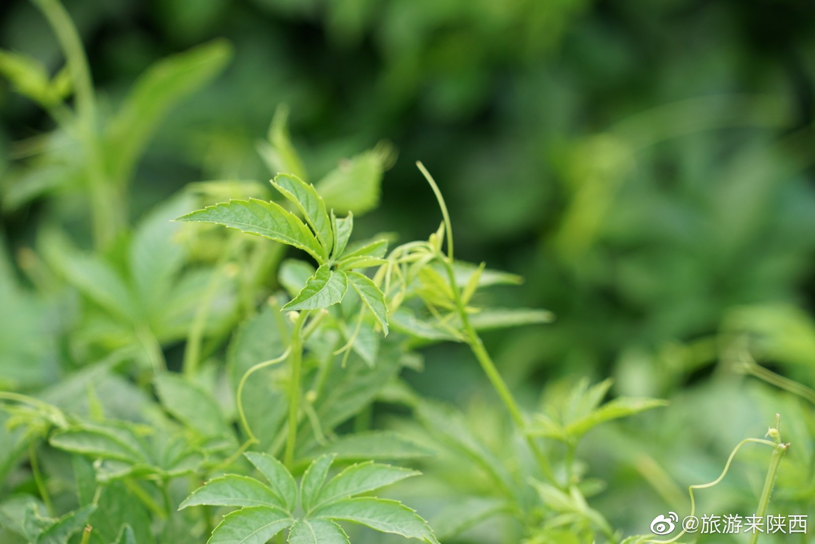 安康富硒茶价值(安康茶价值富硒多少)-硒宝网