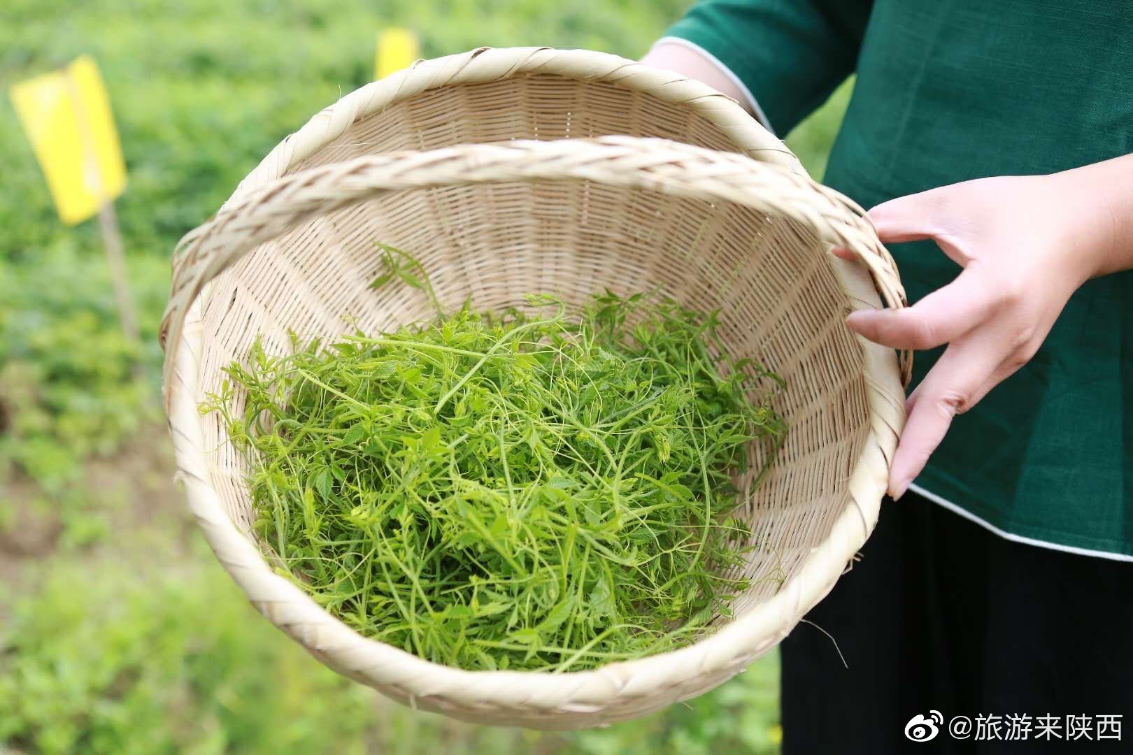 安康富硒茶价值(安康茶价值富硒多少)-硒宝网