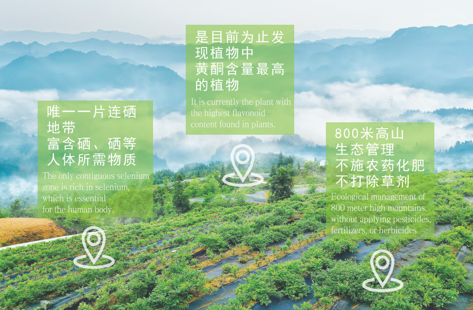 恩施富硒野生茶(恩施富硒茶21年新茶价格)-硒宝网