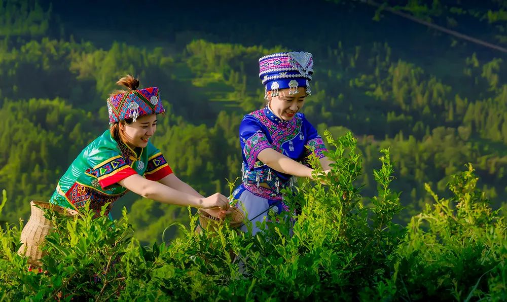 恩施富硒野生茶(恩施富硒茶21年新茶价格)-硒宝网