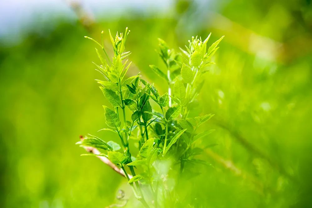 恩施富硒野生茶(恩施富硒茶21年新茶价格)-硒宝网