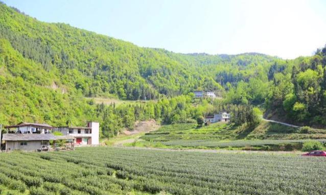 紫阳富硒茶评价(紫阳富硒茶品牌价值)-硒宝网