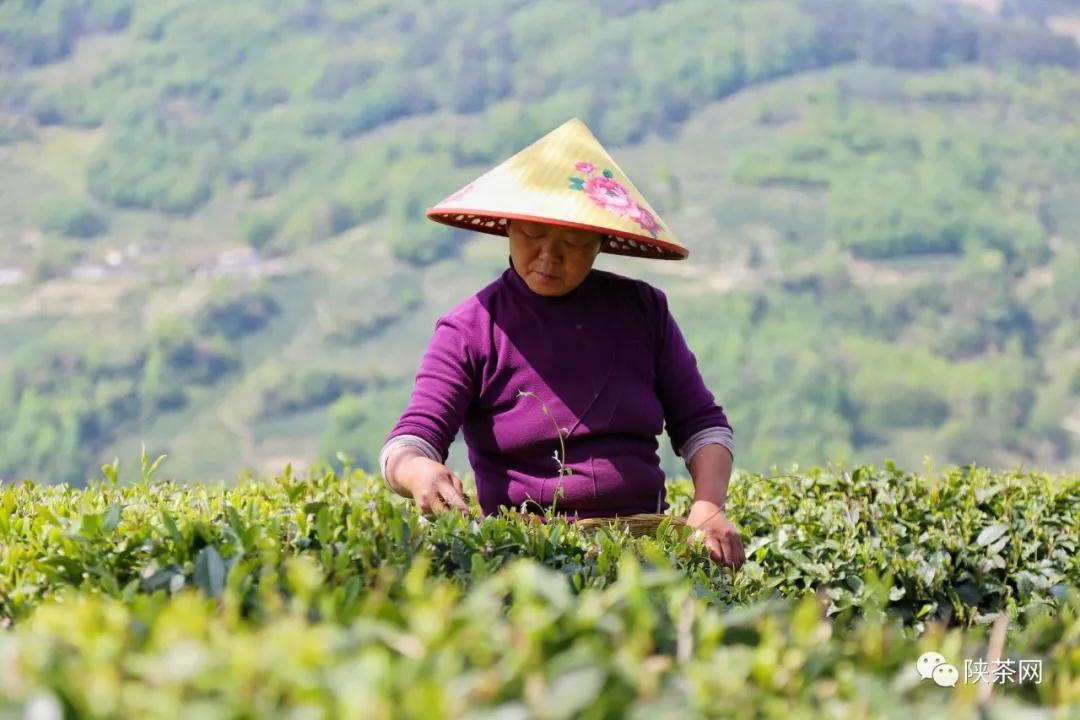 紫阳富硒茶评价(紫阳富硒茶品牌价值)-硒宝网