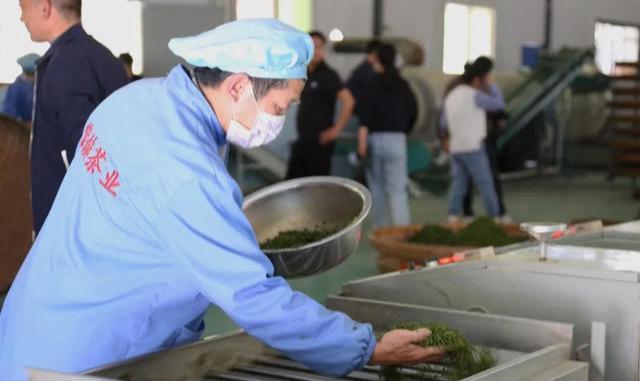 紫阳富硒茶评价(紫阳富硒茶品牌价值)-硒宝网