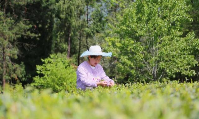 紫阳富硒茶评价(紫阳富硒茶品牌价值)-硒宝网