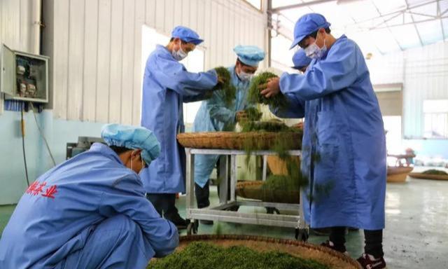 紫阳富硒茶评价(紫阳富硒茶品牌价值)-硒宝网