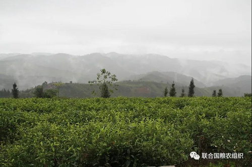 凤冈富硒茶产量（凤岗硒茶价格）-硒宝网