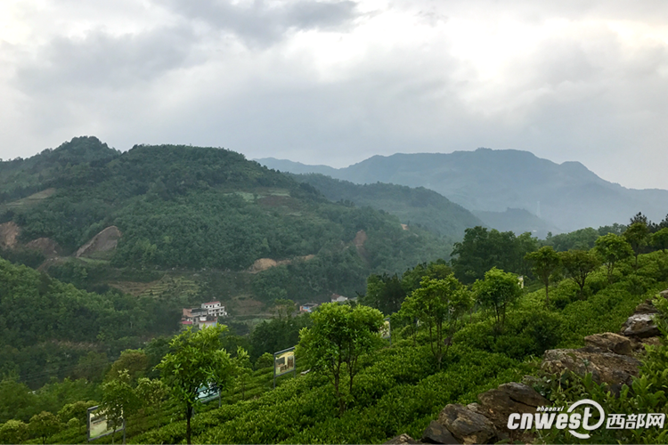 紫阳富硒茶评价(紫阳富硒茶叶)-硒宝网