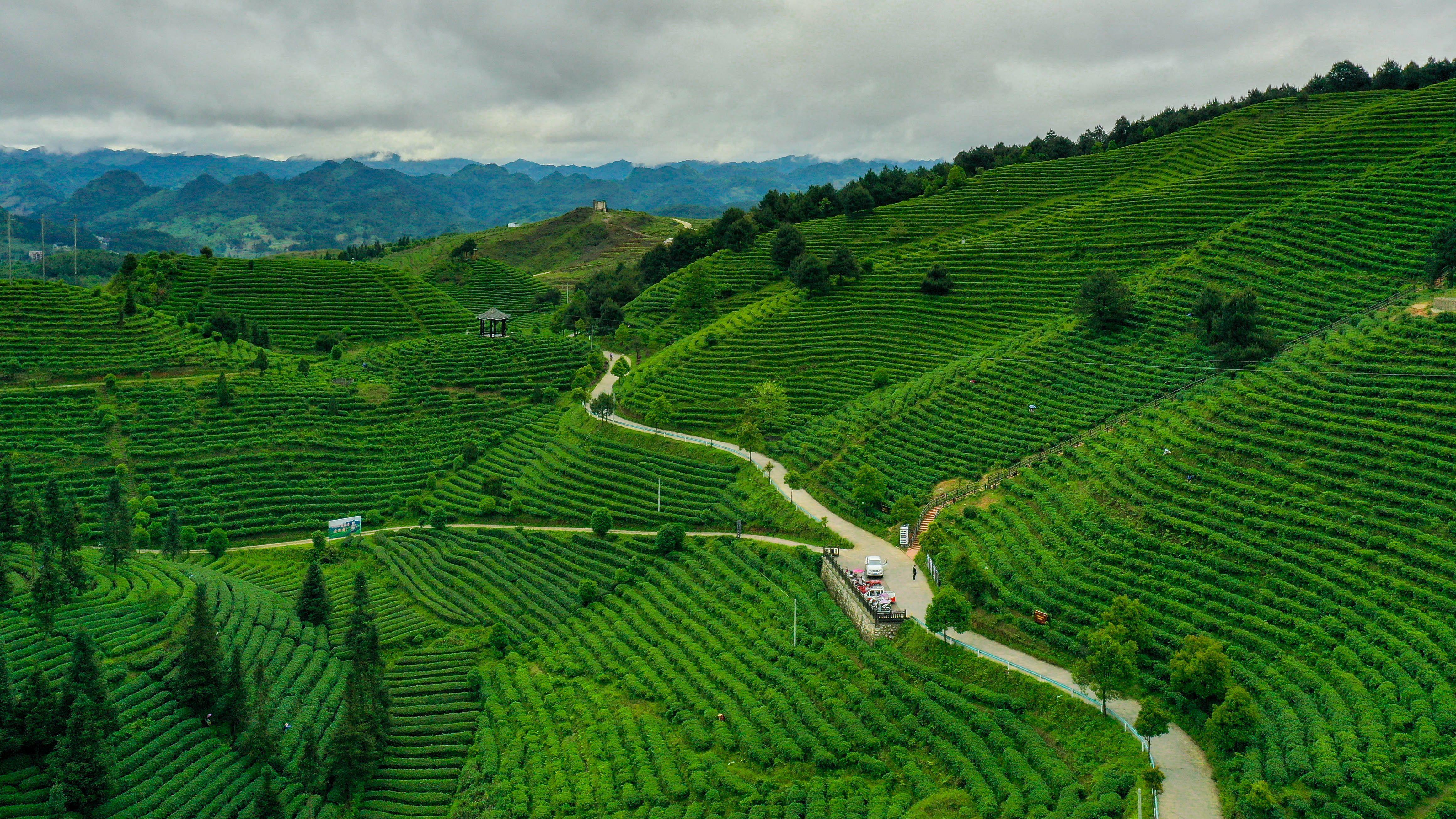 贵州高原富硒茶（高山富硒茶）-硒宝网