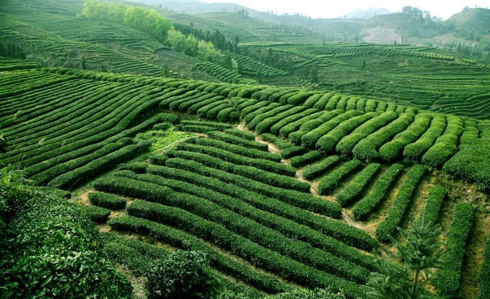 贵州高原富硒茶（高山富硒茶）-硒宝网