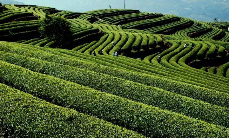 贵州高原富硒茶（高山富硒茶）-硒宝网