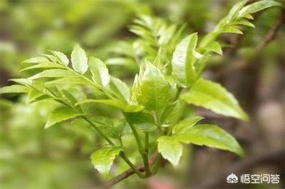 恩施富硒野生茶（恩施富硒茶叶多少钱一斤）-硒宝网