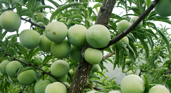 贵州高原富硒茶(贵州富硒绿茶)-硒宝网