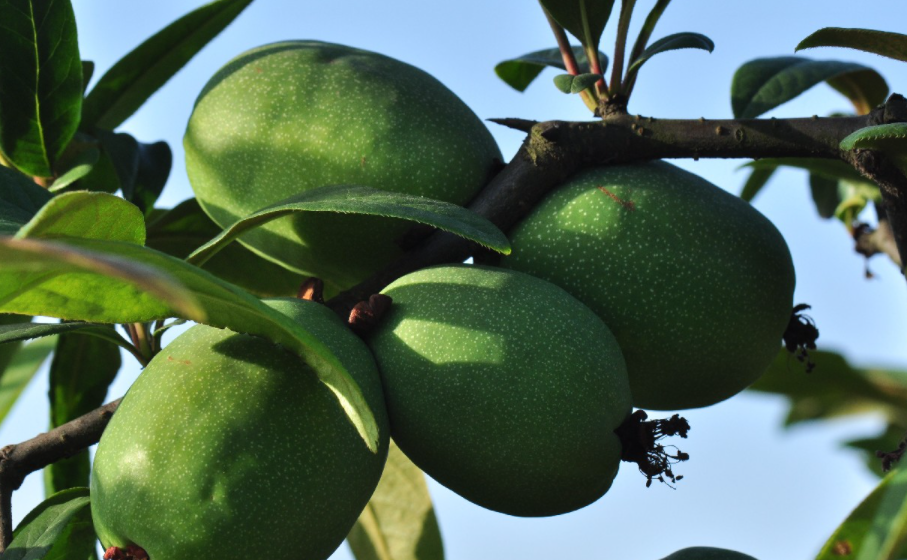 贵州高原富硒茶(贵州富硒绿茶)-硒宝网