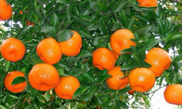 贵州高原富硒茶(贵州富硒绿茶)-硒宝网