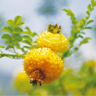 贵州高原富硒茶(贵州富硒茶多少钱一斤)-硒宝网