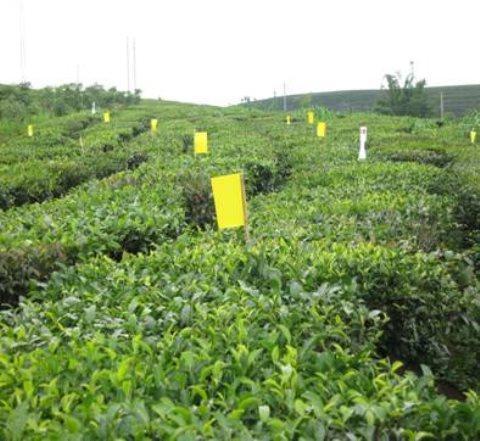 富硒茶天赐好茶(富硒茶叶多少钱一斤)-硒宝网