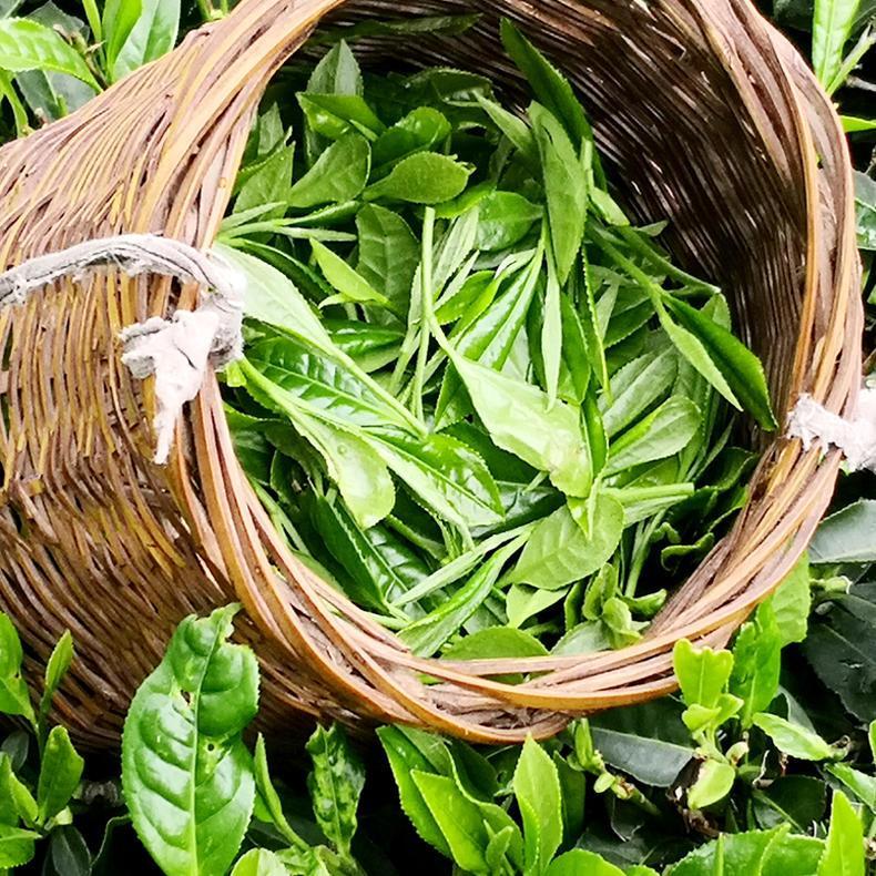 富硒茶天赐好茶(富硒茶叶多少钱一斤)-硒宝网