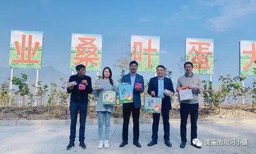 富硒蛋白桑叶茶(蛋白桑叶茶多少钱一斤)-硒宝网