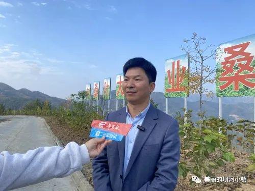 富硒蛋白桑叶茶(蛋白桑叶茶多少钱一斤)-硒宝网