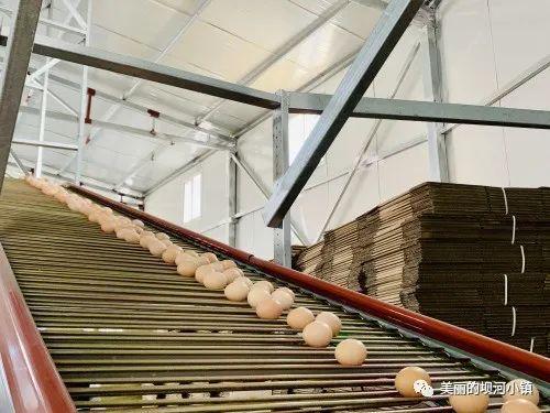 富硒蛋白桑叶茶(蛋白桑叶茶多少钱一斤)-硒宝网