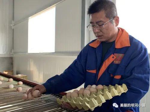 富硒蛋白桑叶茶(蛋白桑叶茶多少钱一斤)-硒宝网