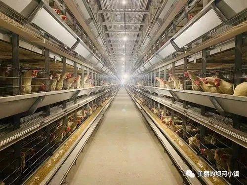 富硒蛋白桑叶茶(蛋白桑叶茶多少钱一斤)-硒宝网