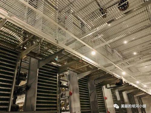 富硒蛋白桑叶茶(蛋白桑叶茶多少钱一斤)-硒宝网