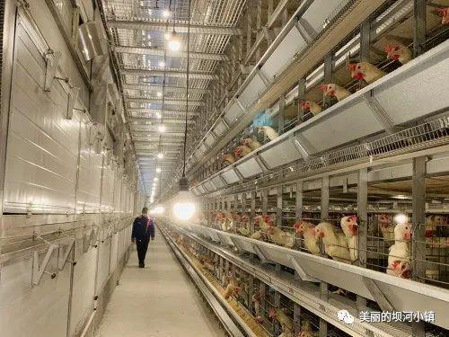 富硒蛋白桑叶茶(蛋白桑叶茶多少钱一斤)-硒宝网