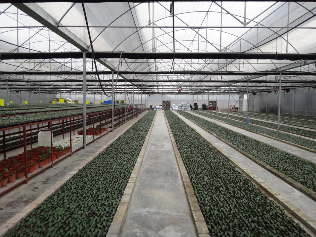 恩施富硒茶冲泡（恩施富硒茶冲泡方法）-硒宝网