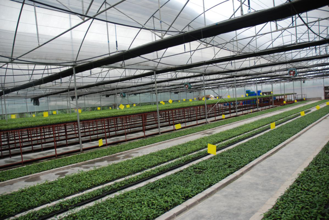 恩施富硒茶冲泡（恩施富硒茶冲泡方法）-硒宝网